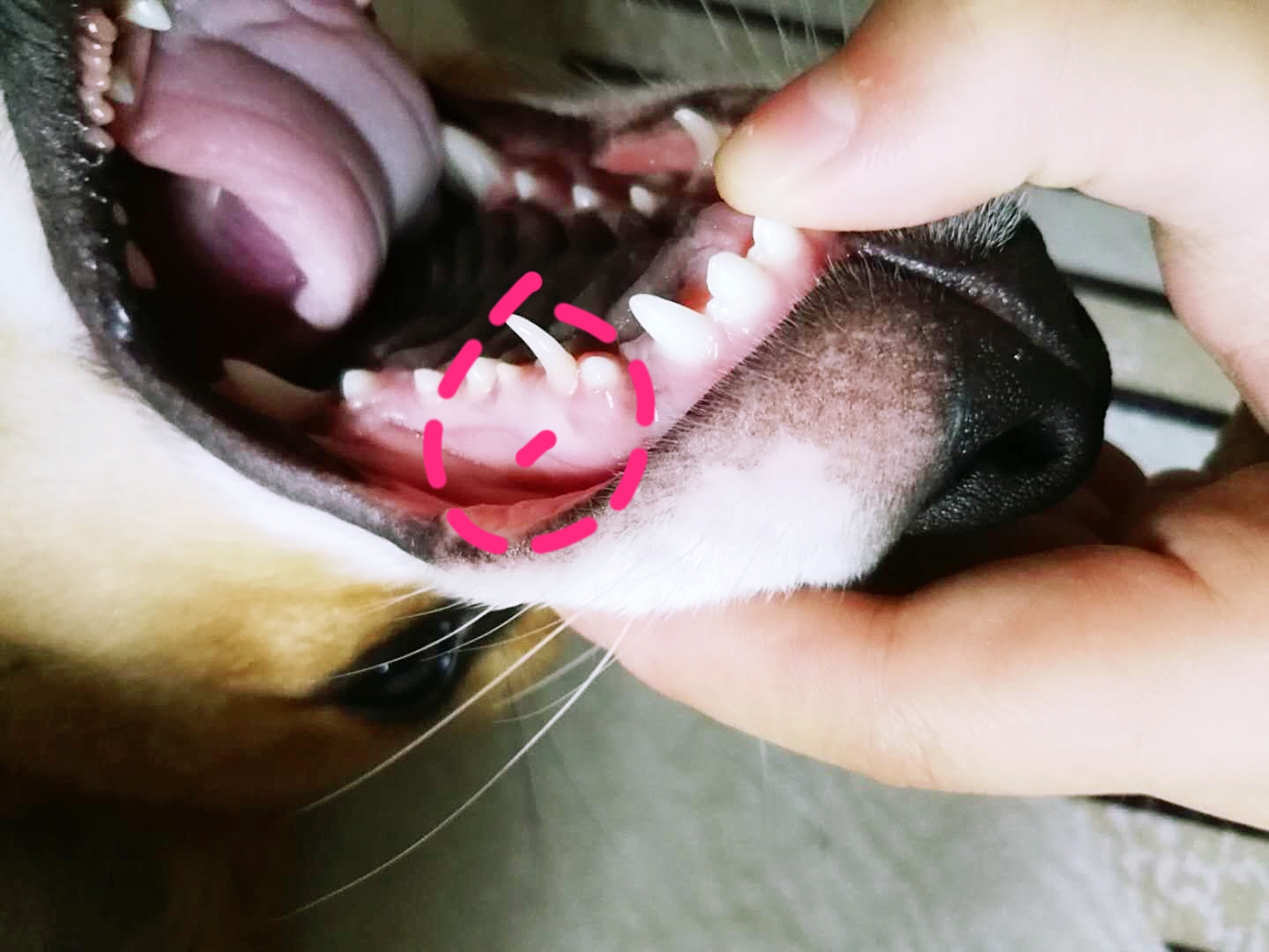 狗狗长双排牙去拔需要多少钱,狗狗双排牙都拔掉了怎么办