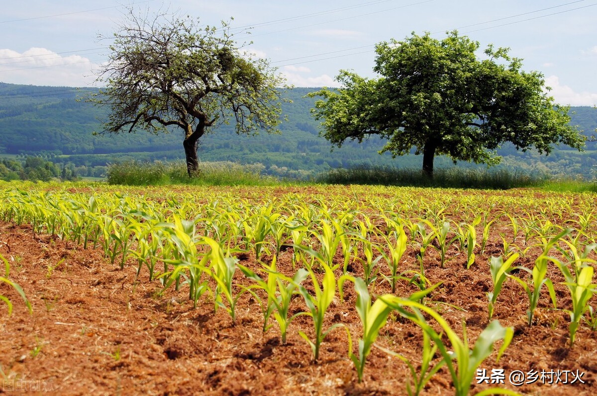 种花生如何应对地老虎,花生地老虎用什么药打
