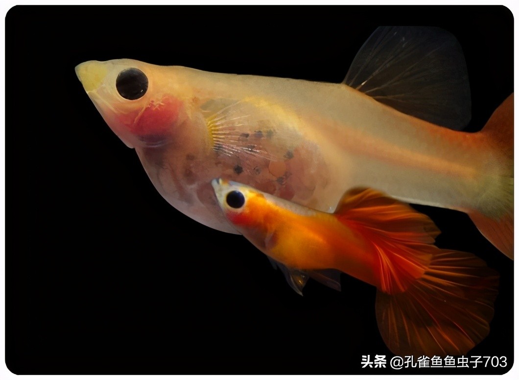 孔雀母鱼多久生一次,孔雀母鱼生一半不生了