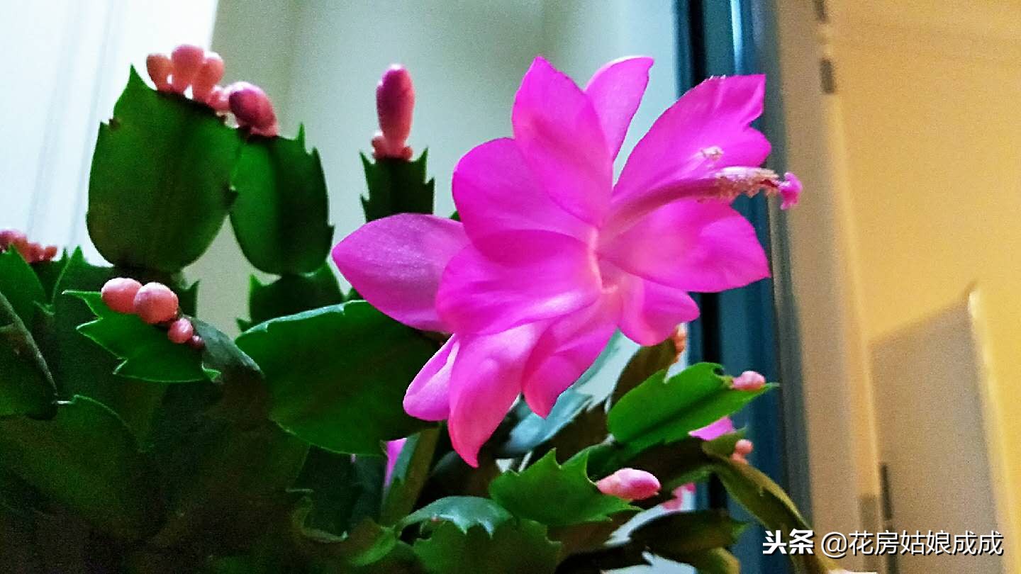 蟹爪兰谢花后怎么养,蟹爪兰花谢后怎么快速开花