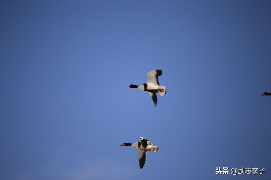 宁夏候鸟,候鸟监测简报