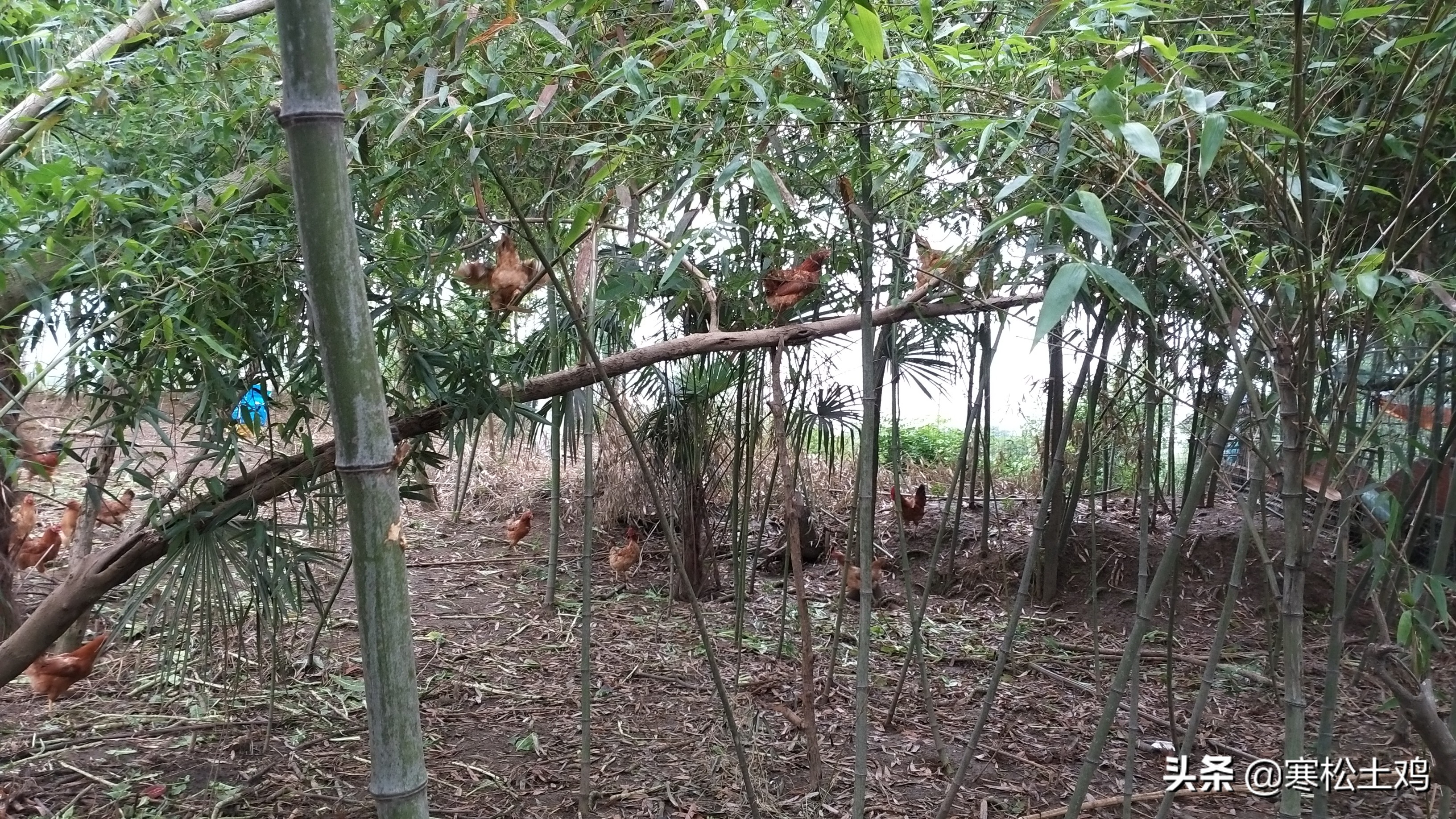 土鸡和普通鸡的区别在哪里呢,怎样养出来的鸡才是正宗土鸡