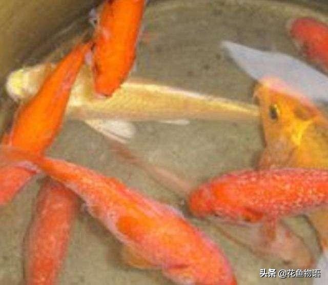 观赏鱼预防鱼病下什么药好,观赏鱼鱼病介绍及用药方法