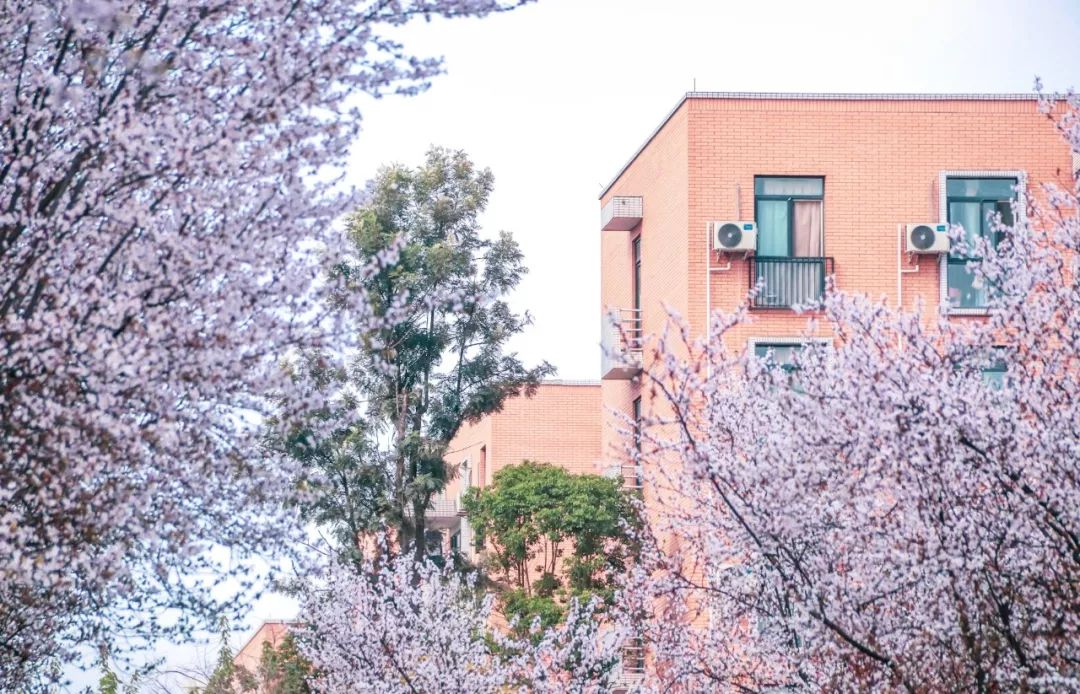 西南民大值得去读吗,西南民大是什么级别