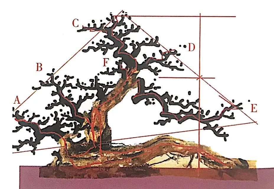 雀梅老桩盆景的造型,雀梅盆景树桩大全