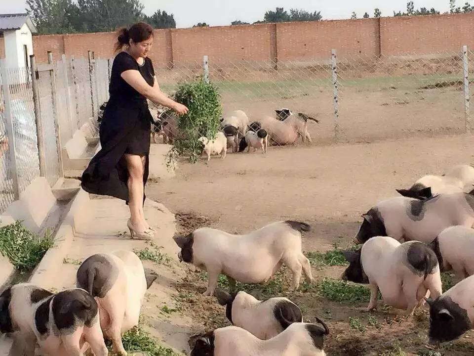 河北唐山大姐,农民养猪带领村民致富