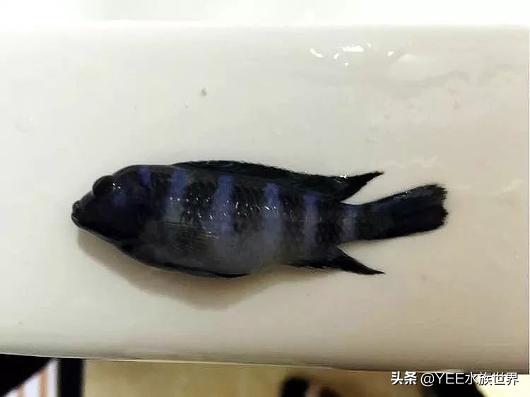 养慈鲷常见问题,养慈鲷关注什么