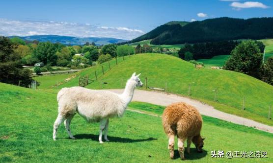 为什么说新西兰是大农村,新西兰怎么成为发达国家