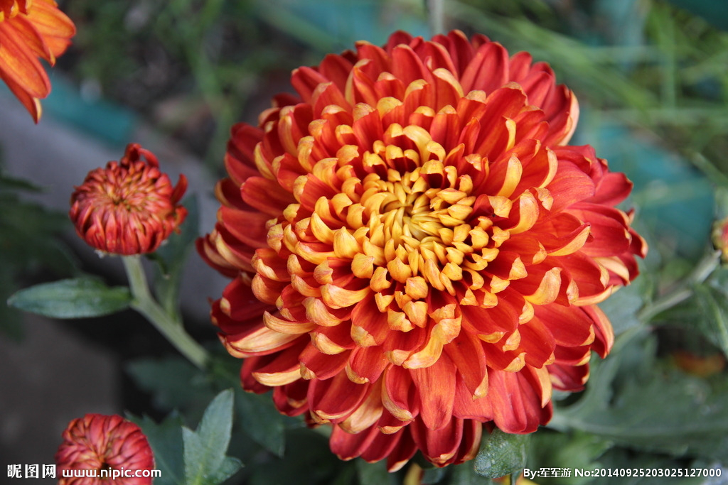 重阳祭祖，怎少得了这些简单好学的花样菊花酒！（内附配方）