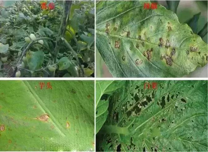 细菌感染治疗不彻底,作物细菌病害用什么药