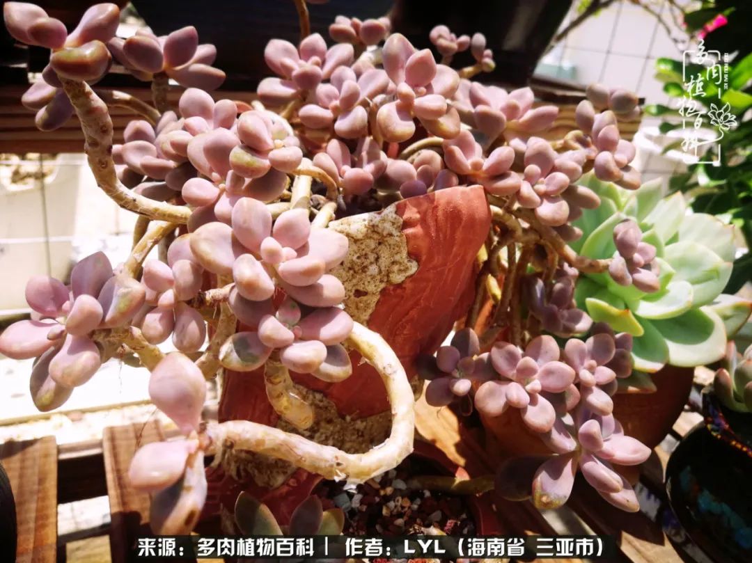 开挂区养多肉,非开挂区怎么把多肉养出态势