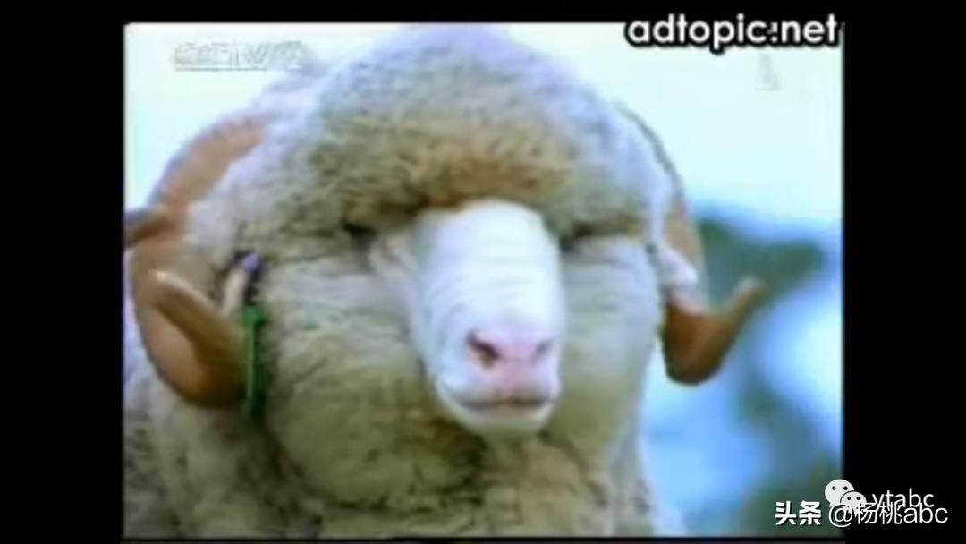 靠贴牌营收13亿！你盖的“南极人”还是精制羊毛被吗？