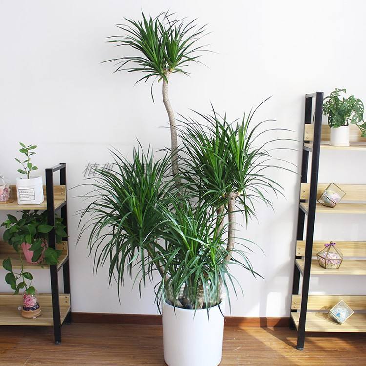 龙血树植物好养么,正宗龙血树大棵好养吗