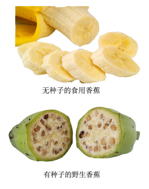 香蕉发展史,香蕉起源与进化