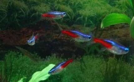 常见小型观赏鱼种类有哪些,有什么小型观赏鱼