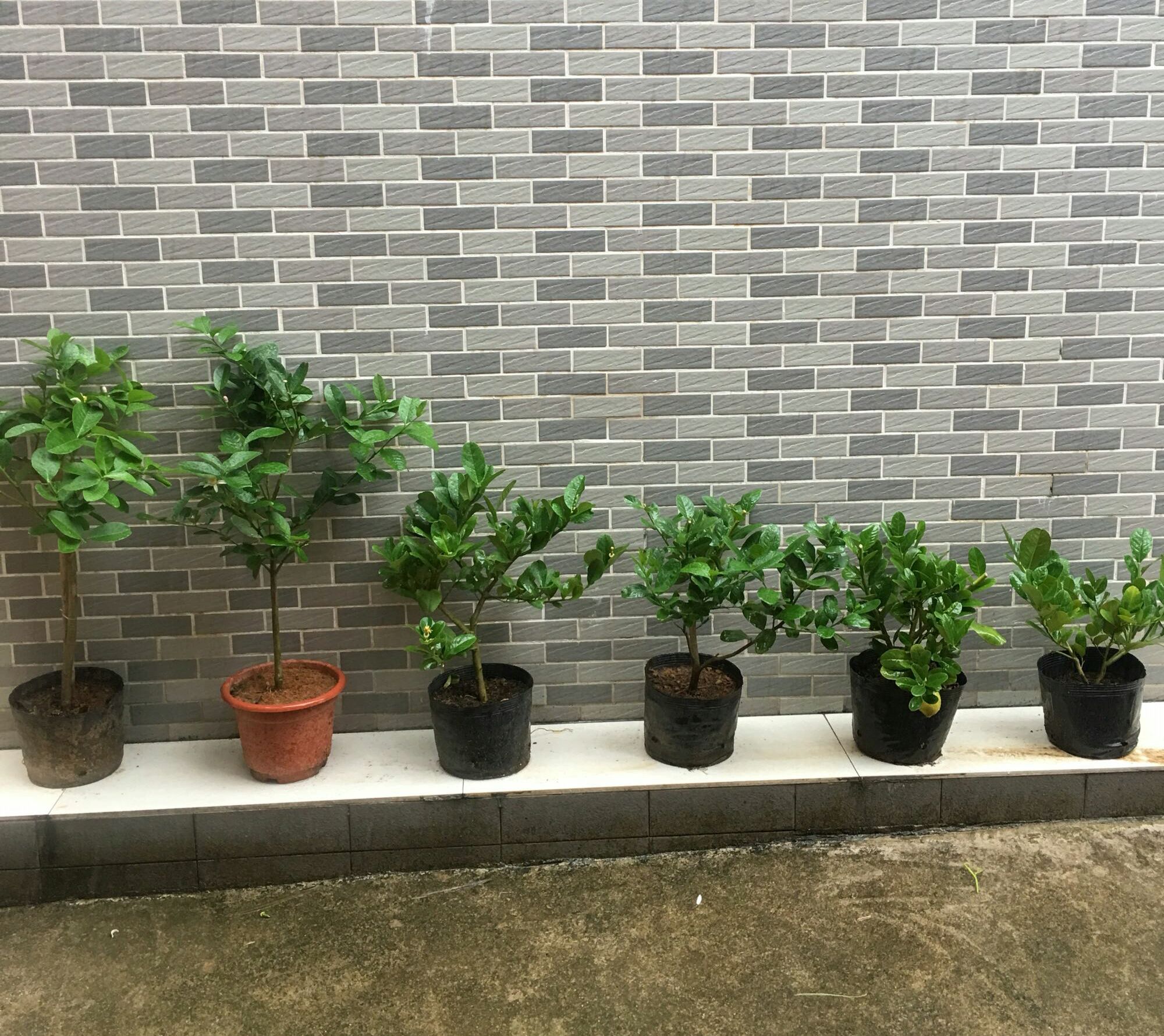 盆栽柠檬长出新叶就干枯,柠檬盆栽什么时候变黄