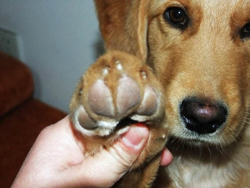 长期不遛狗的人,长期不遛狗有什么后果