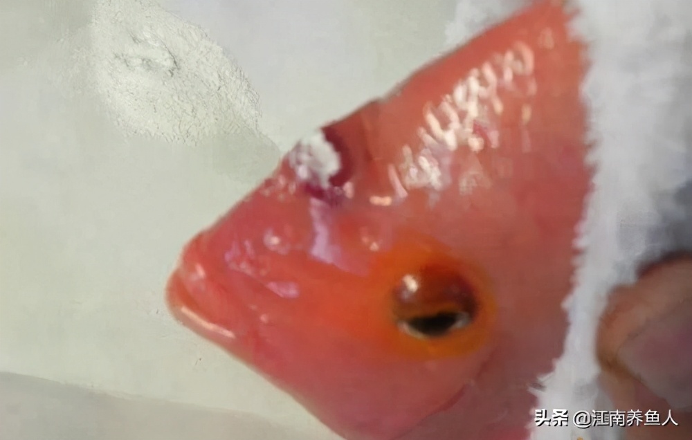 观赏鱼最常见的8种鱼病,大型观赏鱼土霉素治疗鱼病用法