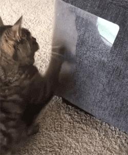 偷偷养宠物房东发现了怎么办,偷偷养阿拉斯加被房东发现了