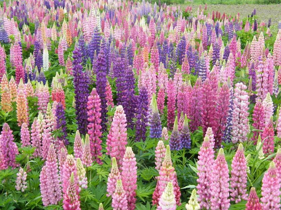 百花图谱大全100幅,工笔百花图谱100种