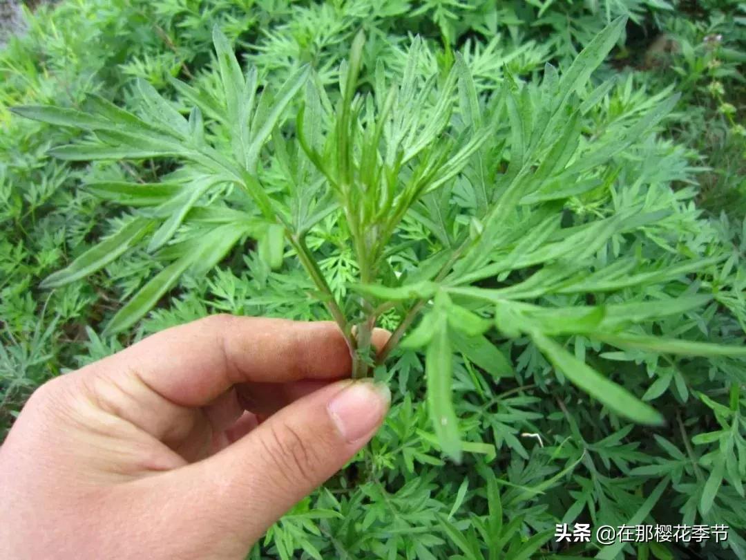 一位客家妈妈用艾草煮水给儿子洗澡，结果万万没想到...