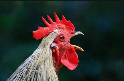 被蜈蚣咬了之后疼痛要持续多久,被蜈蚣咬了真疼