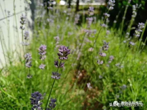 帮助睡眠的花水养,睡眠不理想试试养这4种花