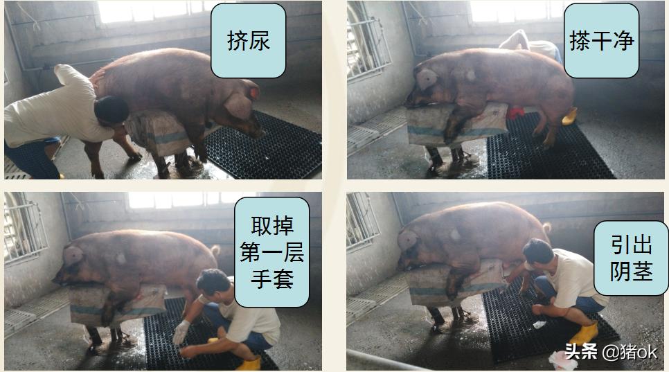 种公猪怎样养精子成活高,怎样提高种公猪的精子