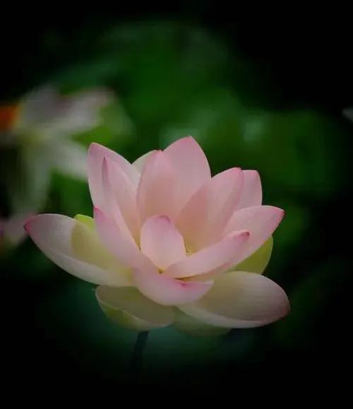 丹溪心法中医经典版,丹溪心法经典方剂