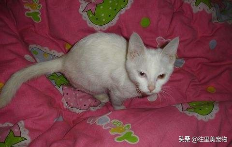 猫咪铲屎官有哪些表现症状,铲屎官确诊了家里的猫咪怎么办