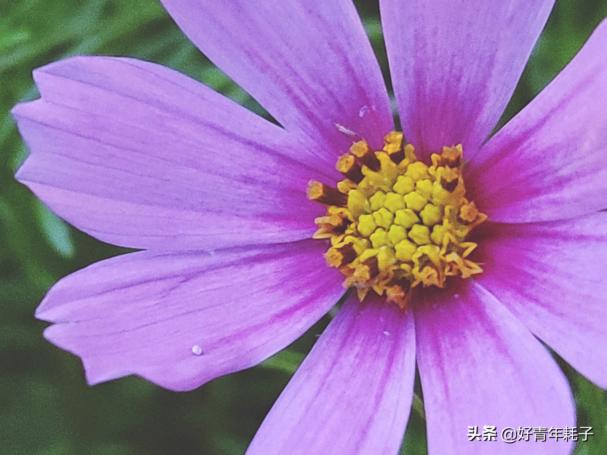 小米94800万像素拍照评测,小米cc9的相机是直出4800万吗