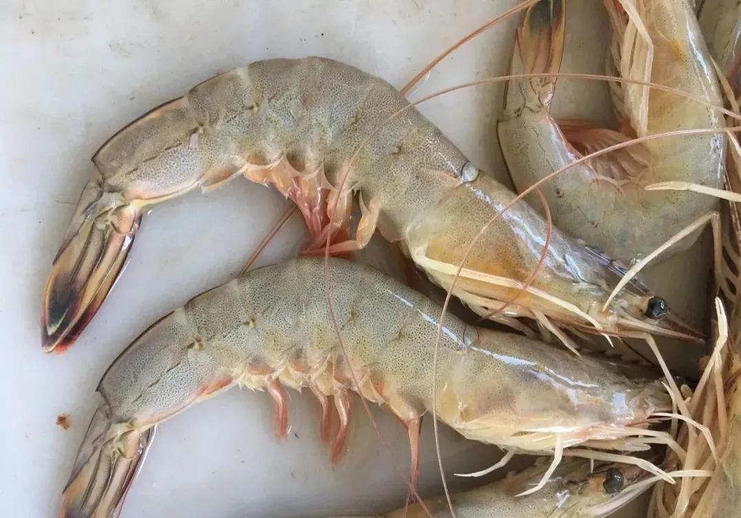 五湖四海的山东人，即便不回家，这些“山东年货”也要安排上！