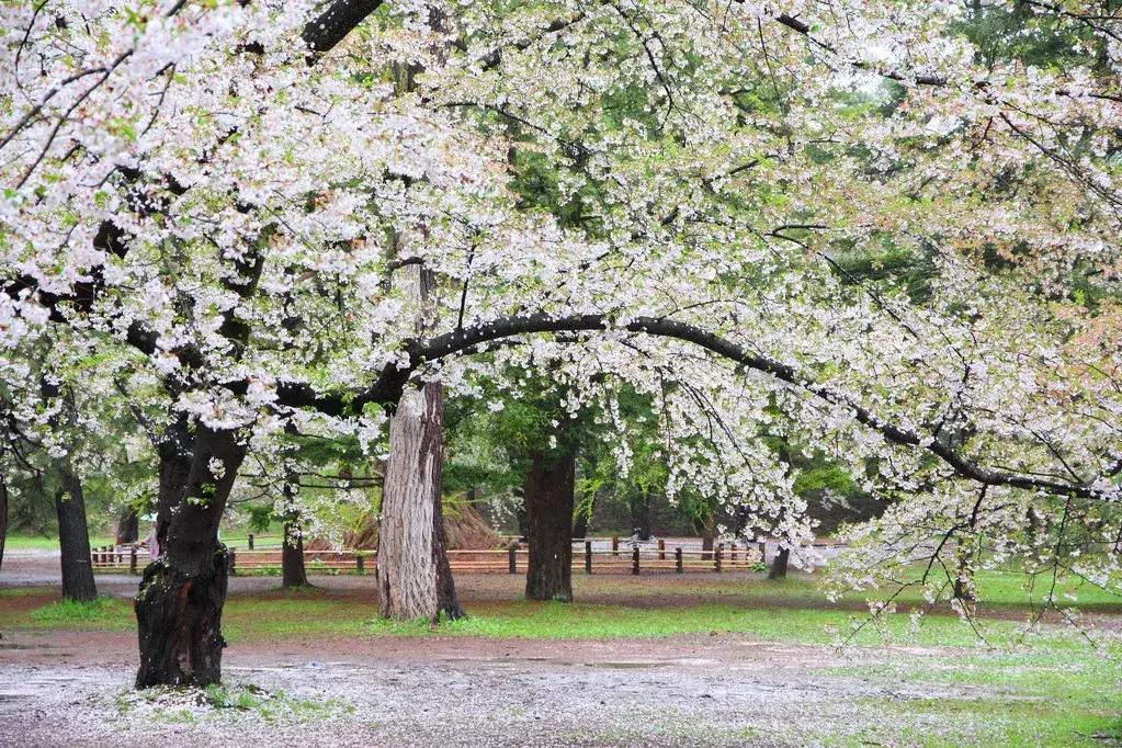 日本樱花季具体时间,日本樱花几月份去最好