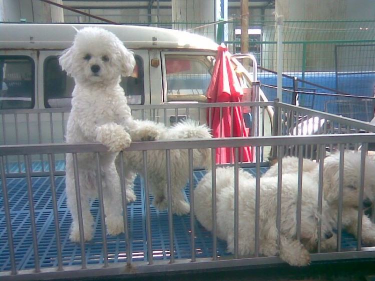 比熊犬一般要多少钱才能买,比熊犬多少钱一只怎么挑