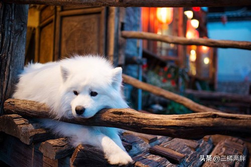 狗狗腿缺钙变形用固定吗,狗狗缺钙最佳治疗方法