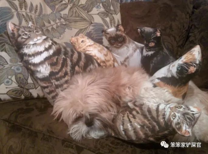 一个爱猫咪的女人,爱猫人士猫过敏