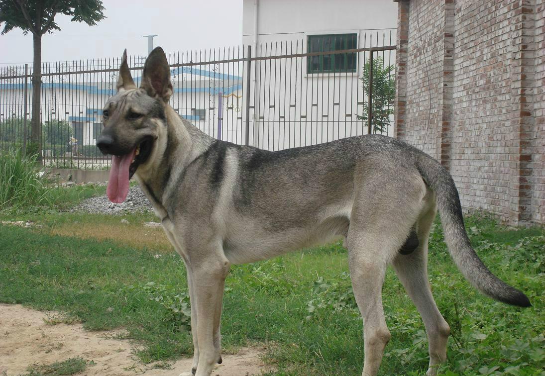 十大不建议穷人养的狗土狗,都有哪些特别好养的小土狗