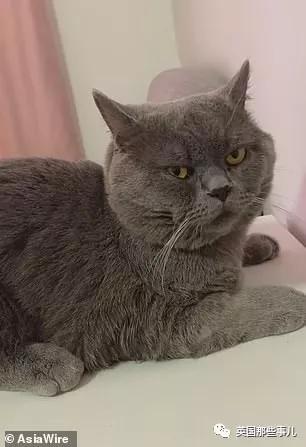 一晚啪了5只喵，累到在医院打点滴，这中国喵把英国人看傻了