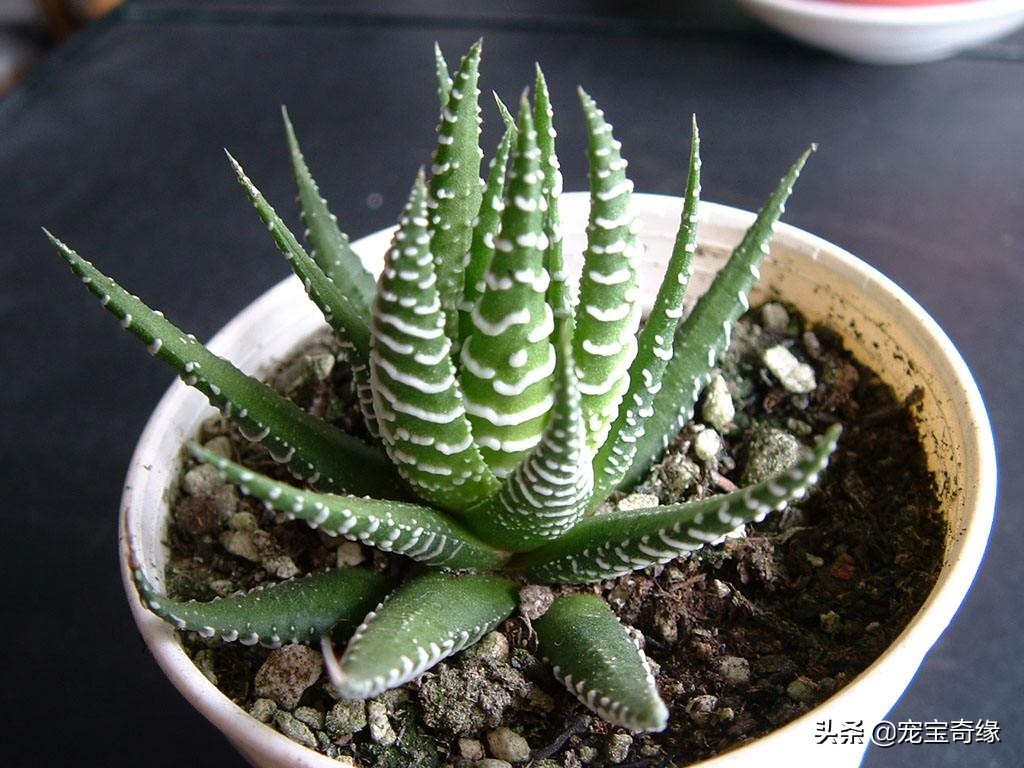 铲屎官必须要知道的猫咪常见疾病,铲屎官对猫有什么危害