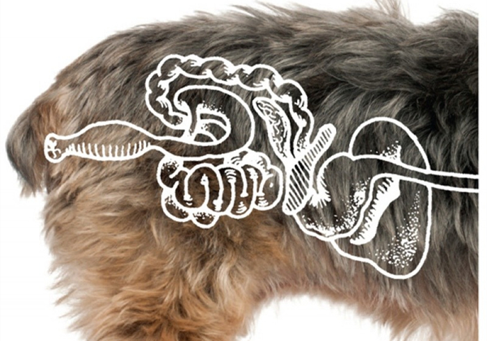 猫咪呕吐了铲屎官应该怎么办,铲屎官听到猫咪呕吐的反应