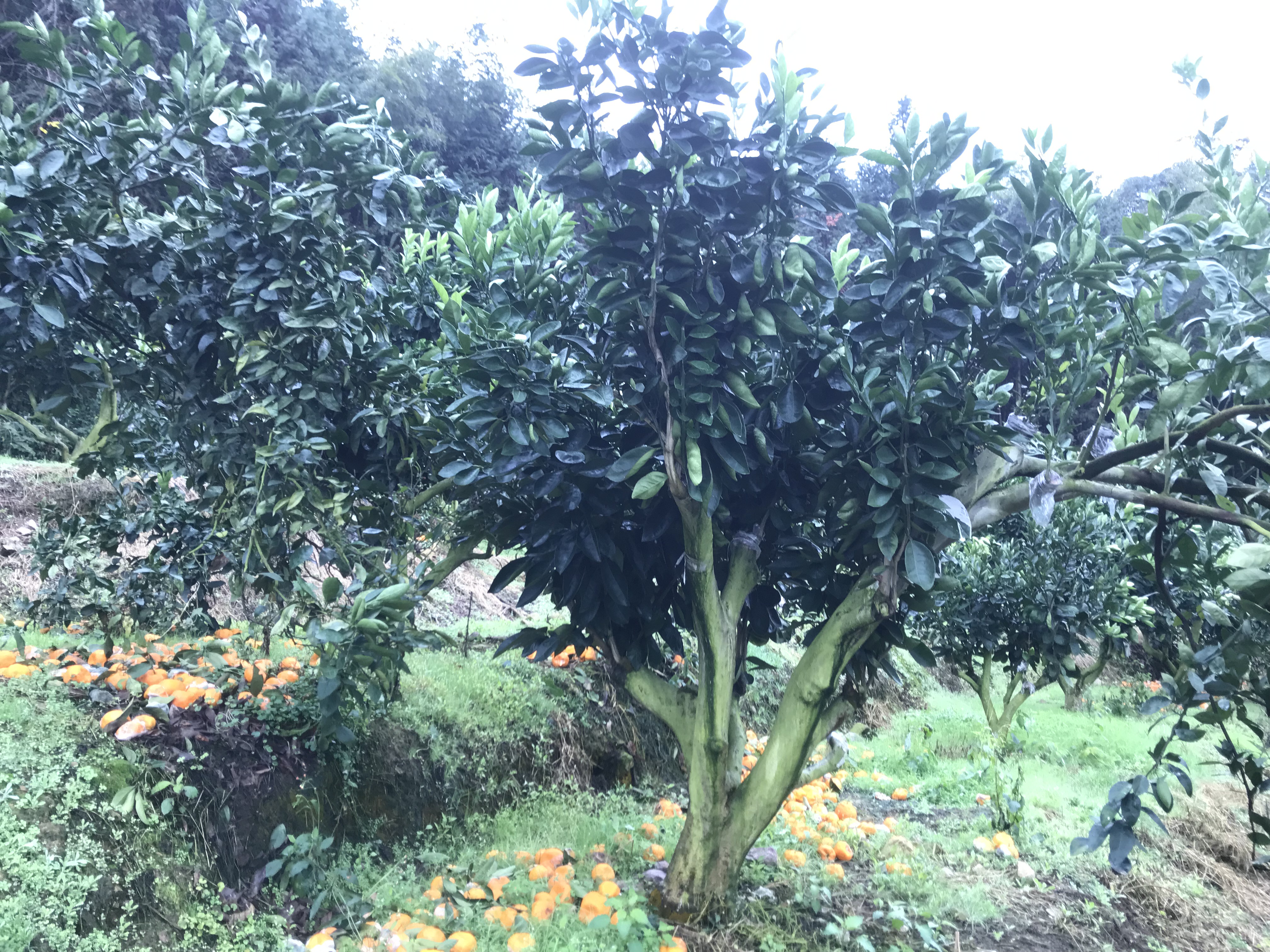 柑橘高接换种技术,柑桔高接的新梢为什么会软