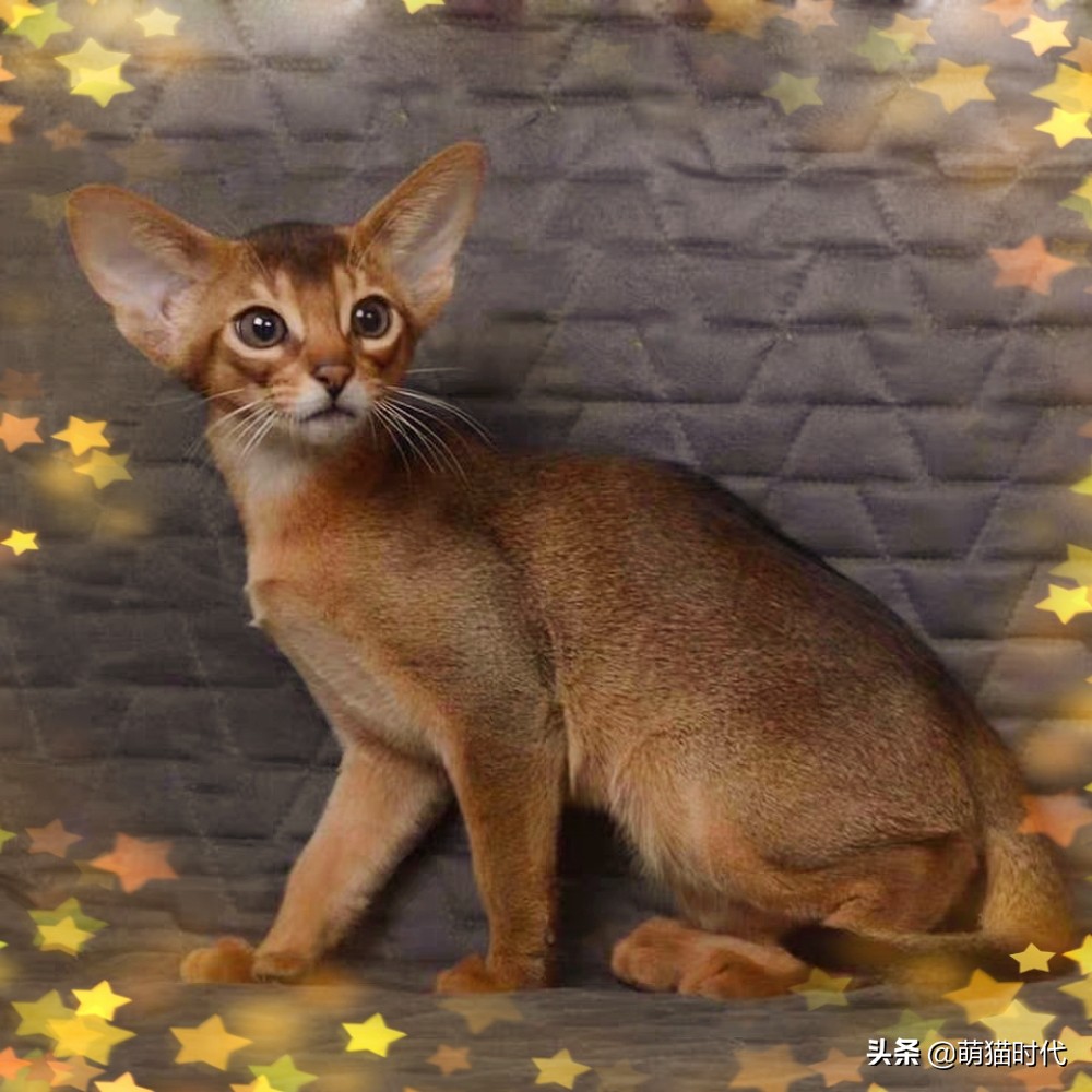 短毛卷毛猫有哪些品种,无毛猫和德文卷毛猫能配出来什么