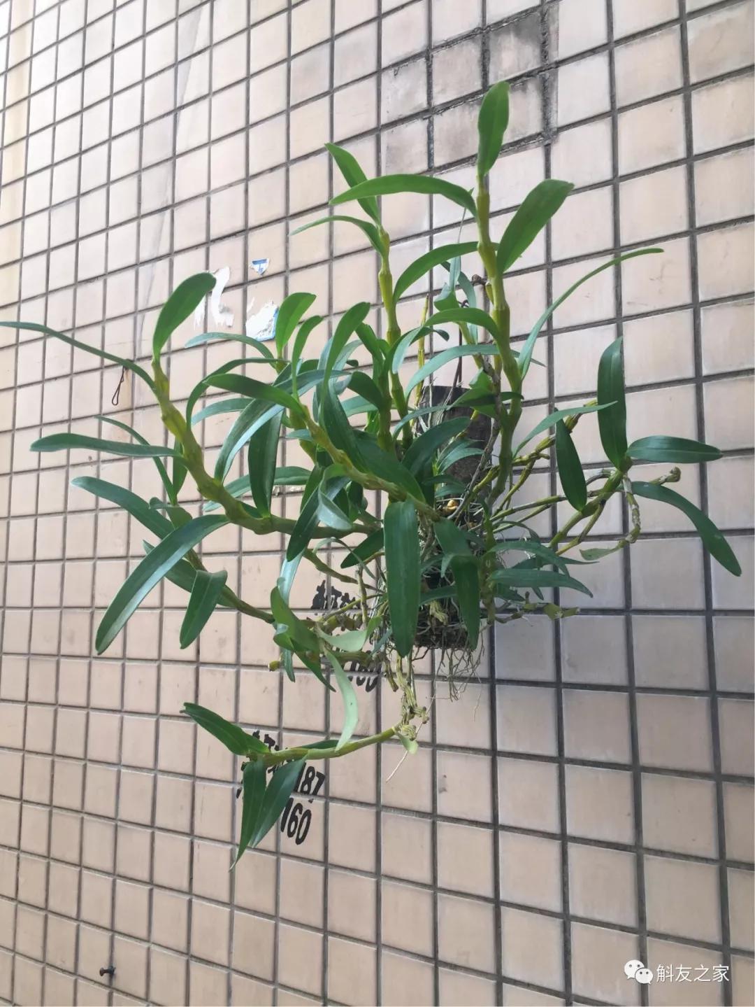 石斛兰最受不了的那种水！涨知识了