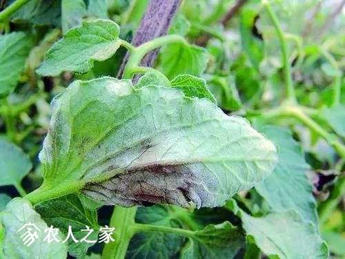 每日一课100个常识,真菌感染必备知识