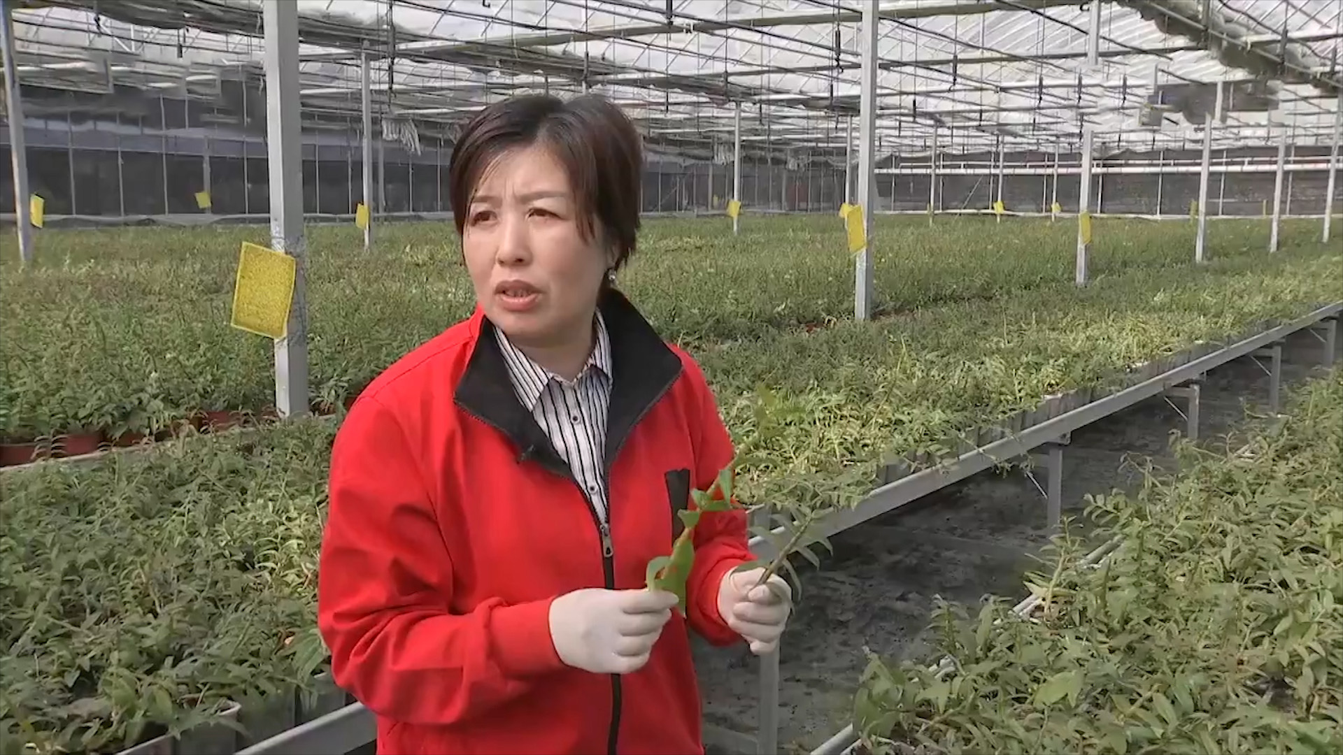 农民种植救命仙草,种植仙草致富
