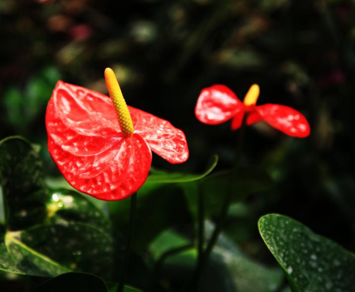 南山老人,南山老人家