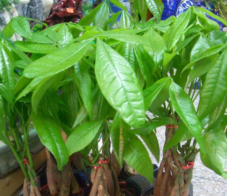 发财树叶子皱皱的是什么原因,发财树叶子褶皱怎么解决