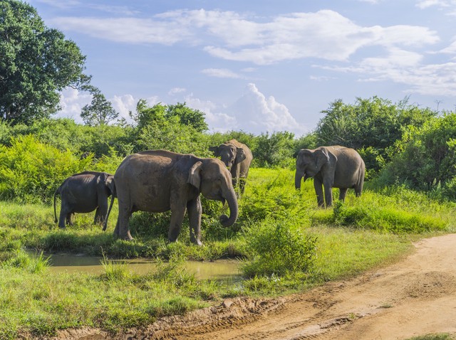 大象长高,大象怎么长高的