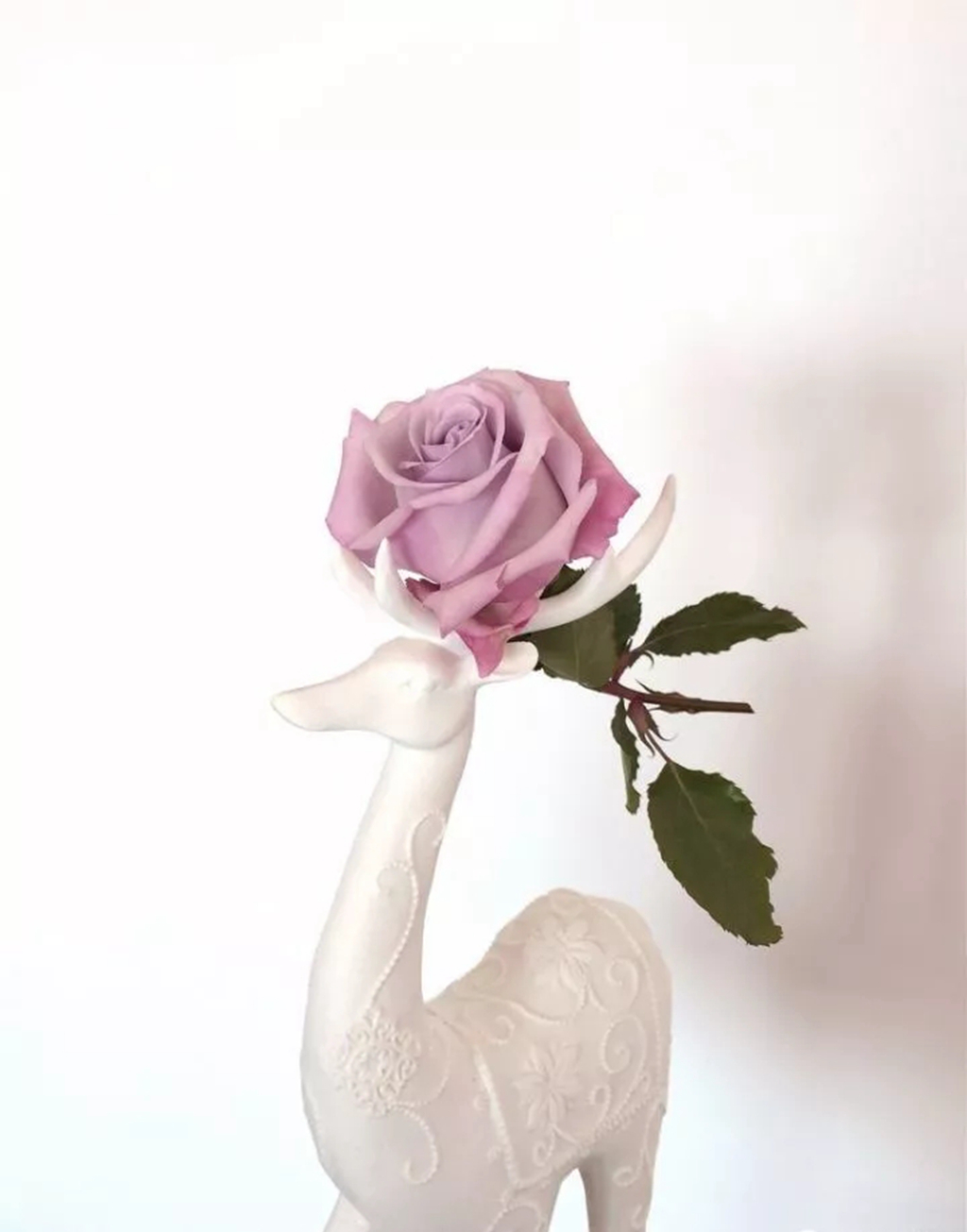 100种月季品种大全集,适合地栽的蓝紫色月季有哪些