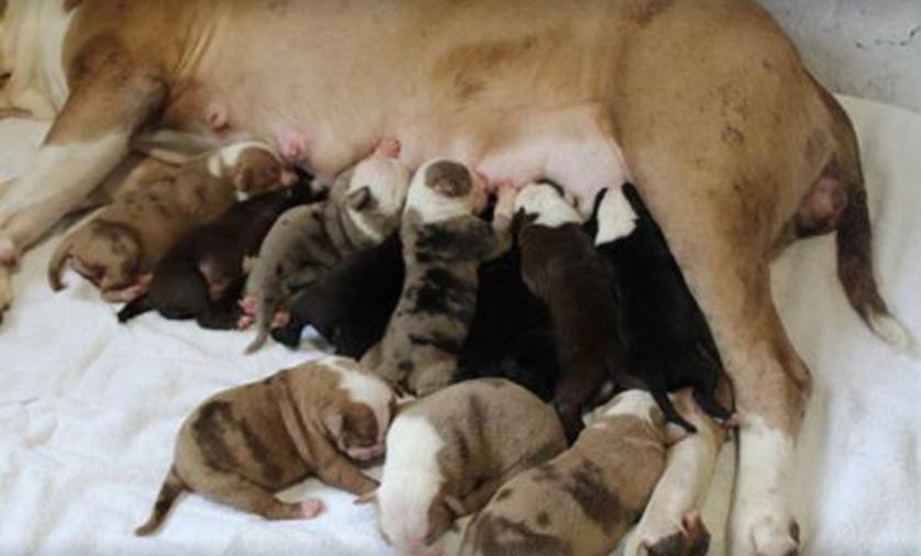 小狗在狗妈妈肚子里发育全过程,狗妈妈肚子里面有小狗宝宝